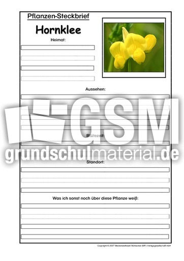 Pflanzensteckbrief-Hornklee.pdf